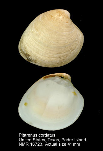 Pitarenus cordatus.jpg - Pitarenus cordatus(Schwengel,1951)